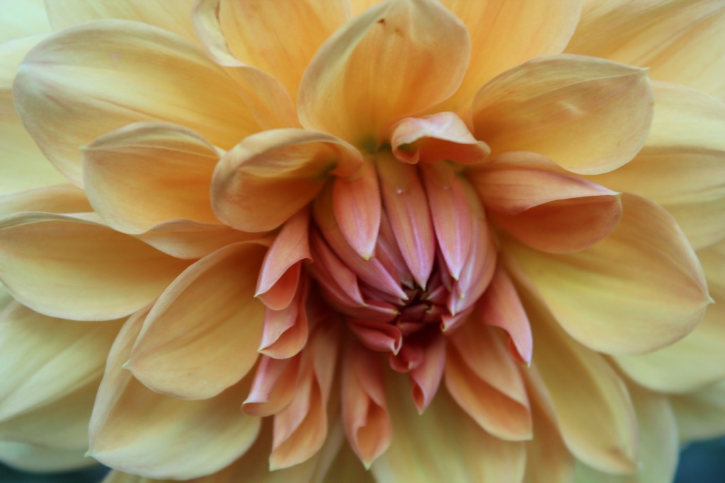 Dahlia