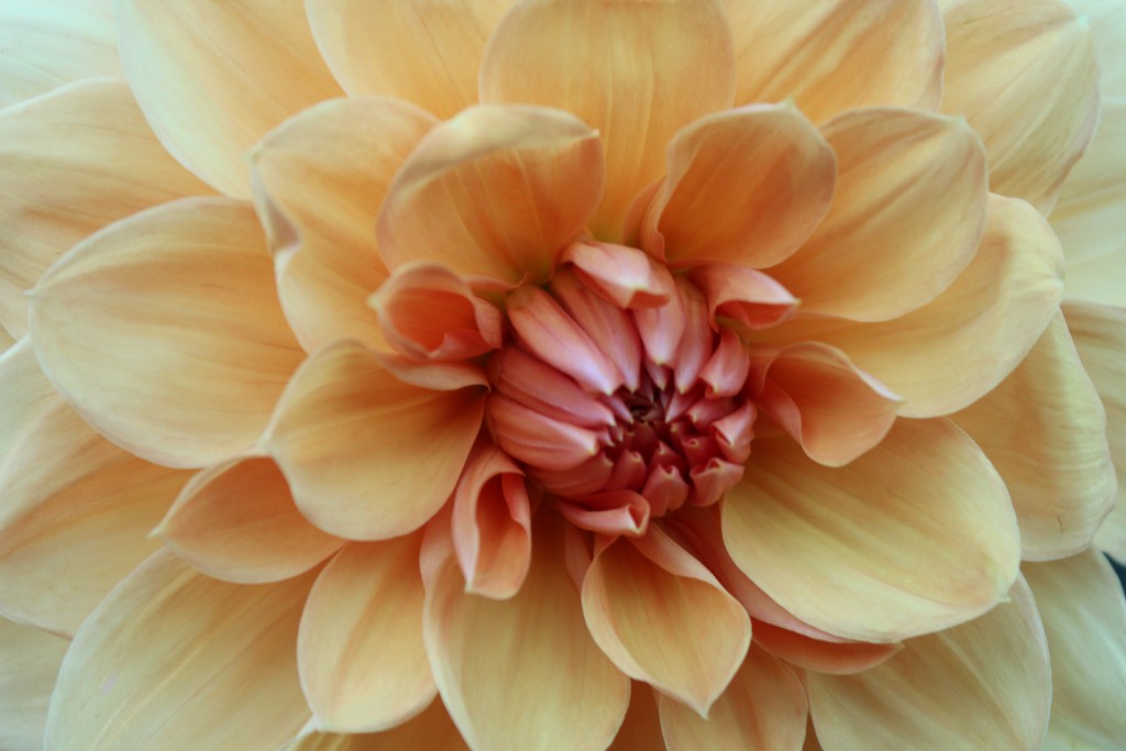 Dahlia