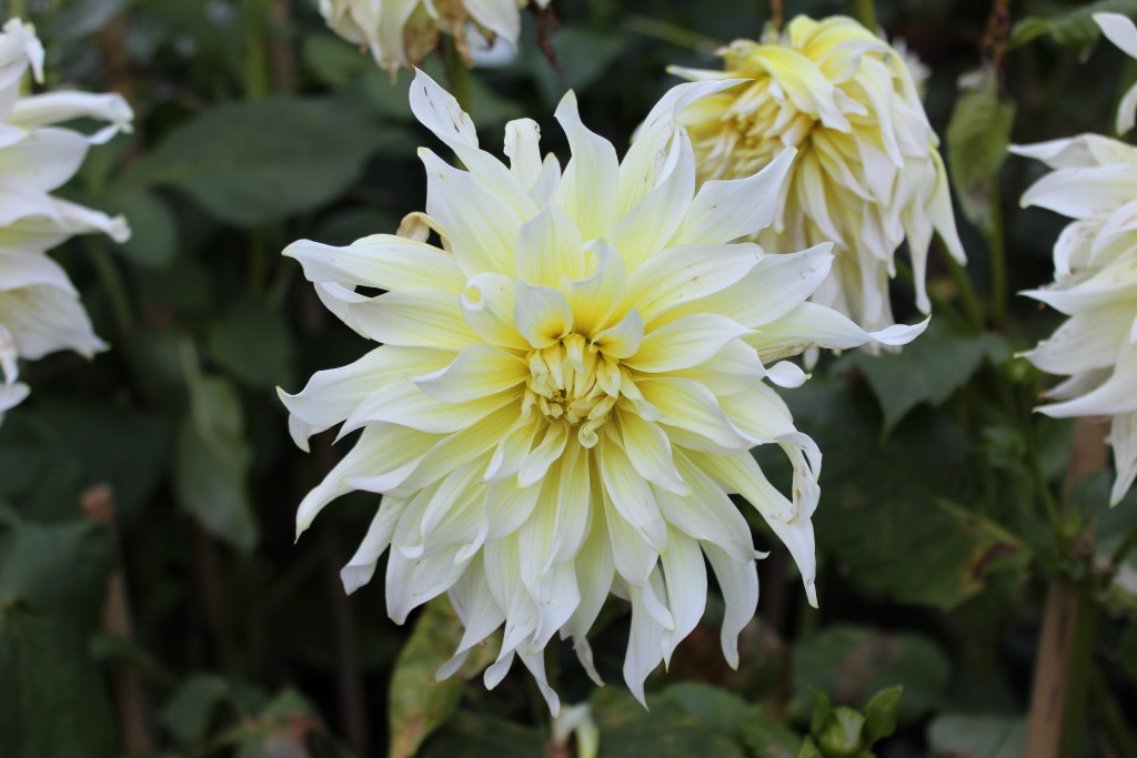 Dahlia