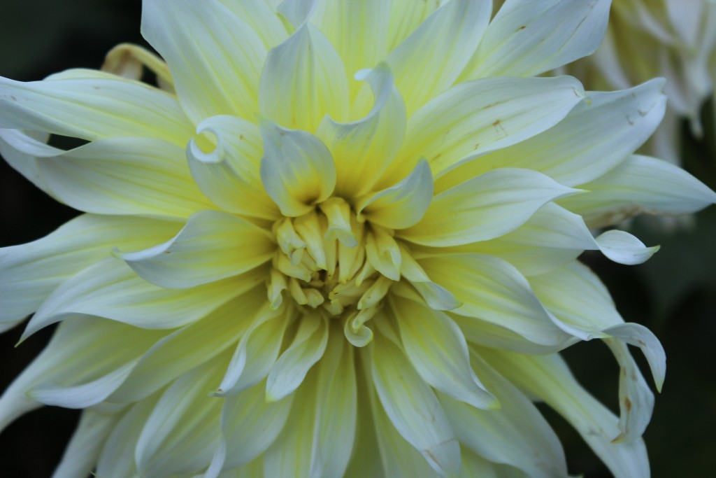 Dahlia